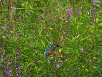 Eisvogel