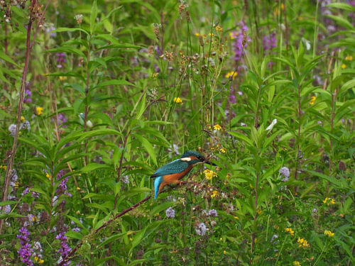 Eisvogel