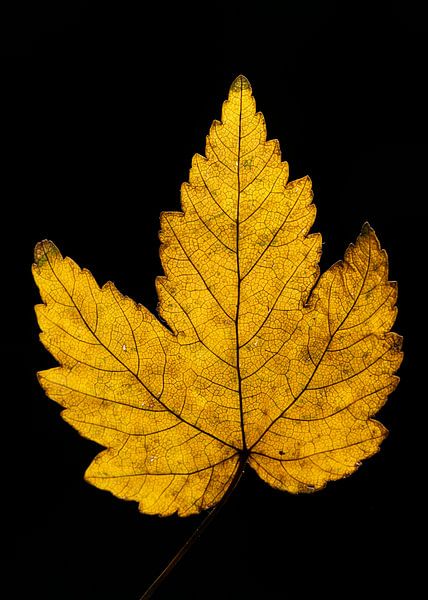 Details and autumn colours by Ronald Buitendijk Fotografie