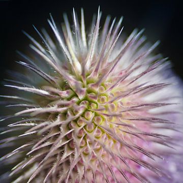 Spikey Colours by Rob van der Wal