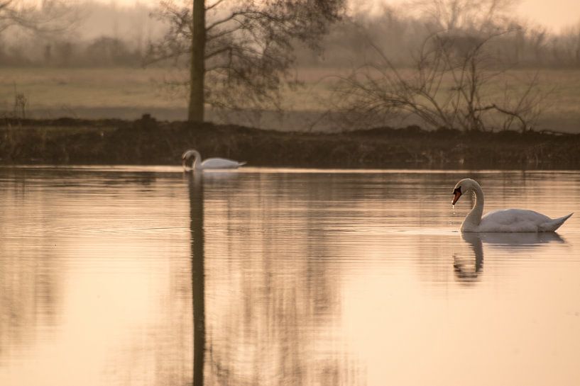 Zwanen koppel in het eerste ochtendlicht. by Marjo Kusters