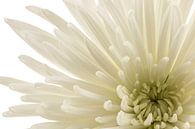 Chrysantheme von Tanja van Beuningen Miniaturansicht