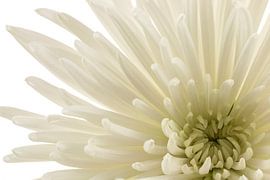 Chrysanthemum by Tanja van Beuningen