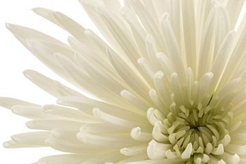 Chrysant / Chrysanthemum