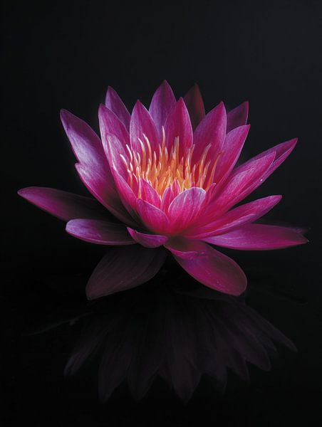 Nénuphar par Ellen Novara-da Lima