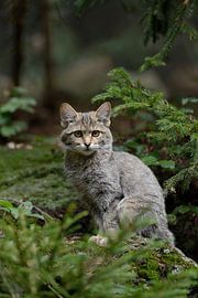 European Wild Cat  ( Felis silvestris silvestris ), young kitten