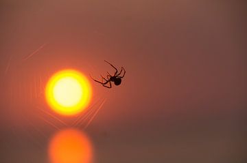 spin webben in de ondergaande zon van wil spijker