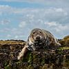 Zeehonden op de farne eilanden von Robin Voorhamm