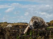 Zeehonden op de farne eilanden van Robin Voorhamm thumbnail