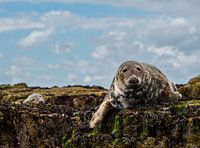 Zeehonden op de farne eilanden