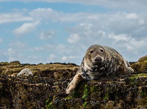 Zeehonden op de farne eilanden