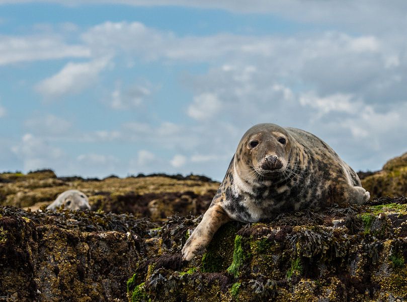 Zeehonden op de farne eilanden par Robin Voorhamm