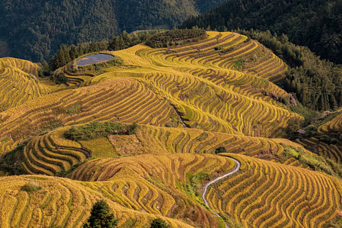 Golden Waves