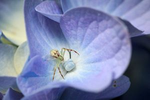 Crab spider on flower van Luis Boullosa