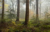 Brouillard dans la forêt d'automne par Peter Bolman Aperçu