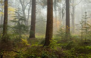 Mist in herfstbos van Peter Bolman
