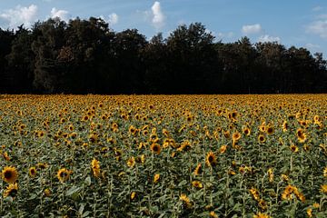 Sonnige Fülle: ein Meer von strahlenden Sonnenblumen von Heleen. Visual Storytelling