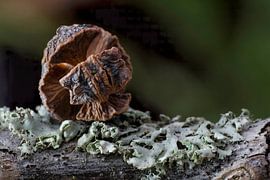 Natur-Kunst I von Klaartje Majoor