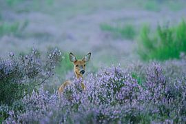 Ree in blühendem Heidekraut von NatureBliss