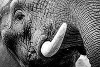 Close-up Elephant