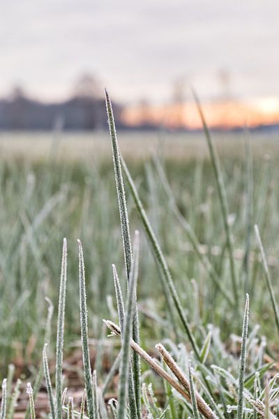 Frost on the ground by Henrico Fotografie