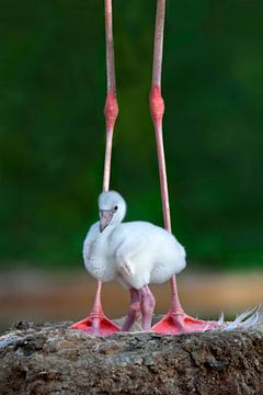 Caribbean Flamingo Chick, Xavier Ortega van 1x