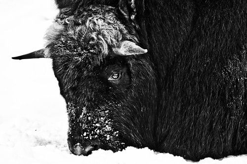 sombere strengheid van een polaire muskus os, kop neergeslagen in de sneeuw zwart en wit contrastere