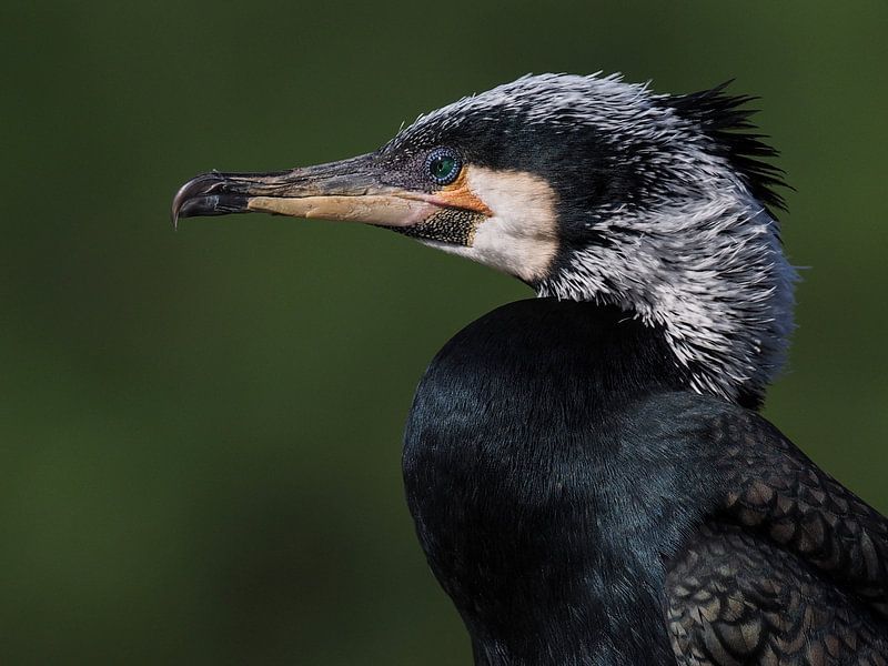Cormoran par Loek Lobel