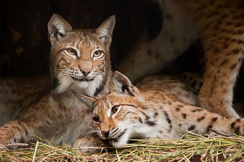 Twee lynxen (waarschijnlijk vrienden) rusten rustig uit van de luiheid, maar de blik is een sluwe, d