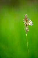 Orange tip tip