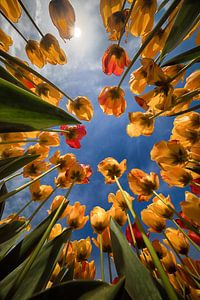 Yellow / orange and red tulips photographed from below by Marjolijn van den Berg