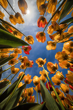 Les tulipes vues d'en bas