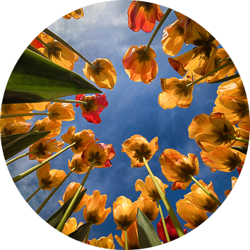 Tulpen van onderaf van Marjolijn van den Berg