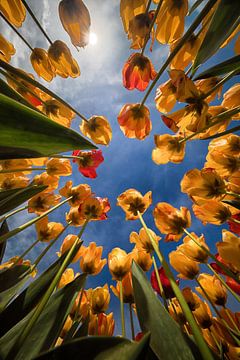 Yellow / orange and red tulips photographed from below by Marjolijn van den Berg
