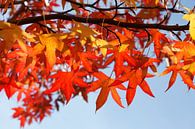 Esdoorn (Acer ), rode herfstbladeren aan een boom van Torsten Krüger thumbnail