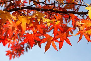 Ahorn (Acer ), rotes Herbstlaub an einem Baum