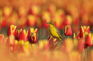 Die gelbe Bachstelze auf den Tulpen. von Menno Schaefer