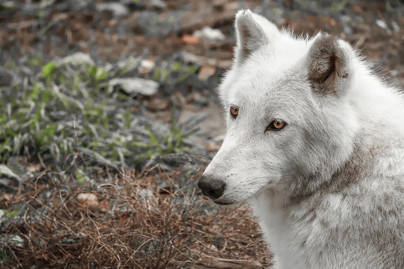 Portrait unique du loup blanc de la baie d'Hudson par Wildlife Designs