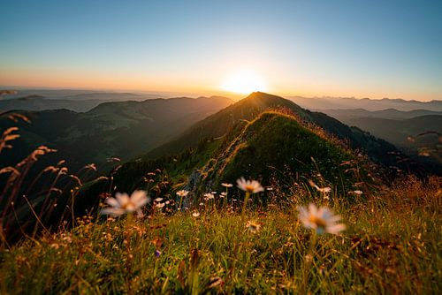 Zonsopgang met bloemen op de Hochgrat