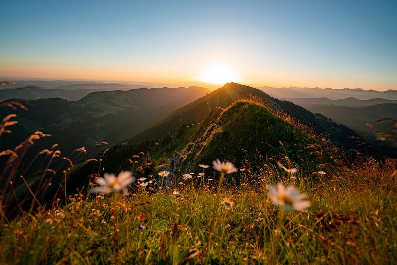 Sunrise with flowers on the Hochgrat by Leo Schindzielorz