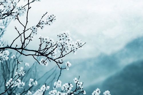 Branches fleuries sur fond brumeux