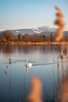 Schwan am Sulzberger See zum Abend mit dem Grünten im Hintergrund von Leo Schindzielorz