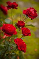 Autumn roses