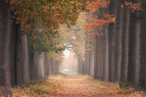 Soft autumn colors