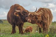 Schotse hooglanders van Dirk van Egmond thumbnail