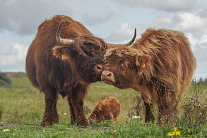 Schottische Highlander