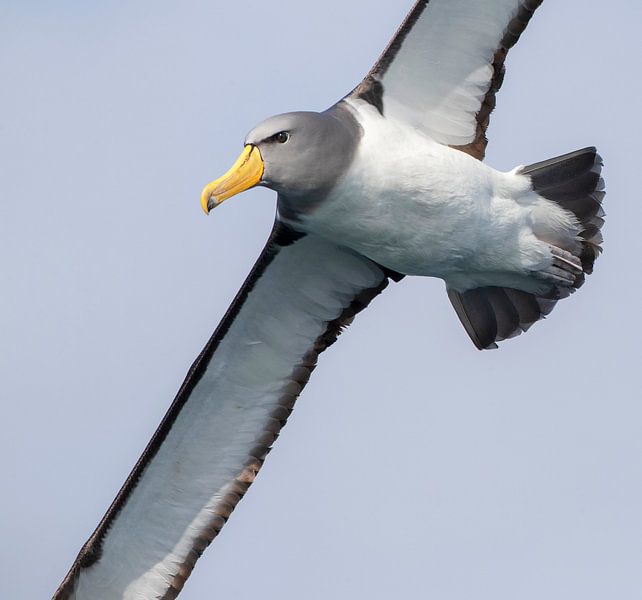 Chathamalbatros, Thalassarche eremita von Beschermingswerk voor aan uw muur