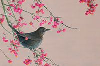Eurasian Blackbird, Turdus merula