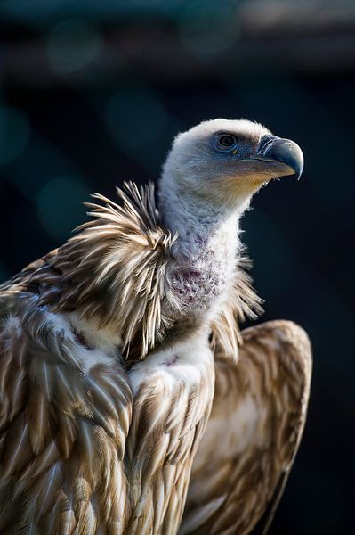 Roofvogel by Photography by Karim