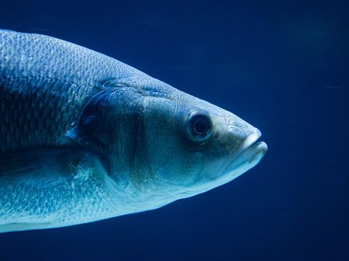 Wie ein Fisch im Wasser